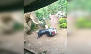 സ്കൂട്ടർ ഒന്നും ചെയ്യല്ലേ തങ്കമേ !