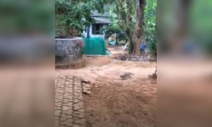 കീരി അല്ലെ അത് !!