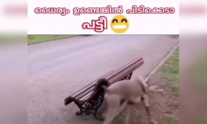 ധൈര്യമുണ്ടെങ്കിൽ പിടിക്കടാ പട്ടി !