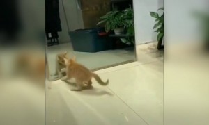 സ്വന്തം മുഖം കണ്ട് പേടിച്ചതാ !