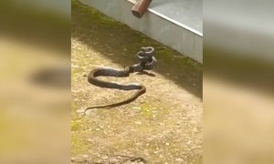 വിഡിയോയെടുത്തവൻ ജീവനോടെ ഉണ്ടോ !