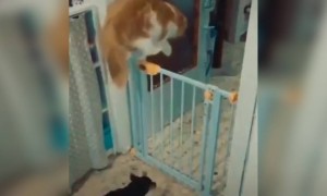 ചാടാൻ അറിയില്ലെങ്കിൽ മാറി നിൽക്കടാ പട്ടി !