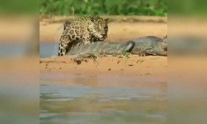 പുലിയും മുതലയും !