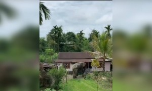 ചേച്ചിയേ ഞാൻ വന്നു !