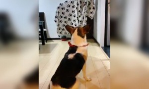 പൂച്ച; ഇത് എന്ത് ജീവി !