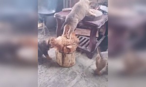 ഒരു ചെറിയ സഹായം