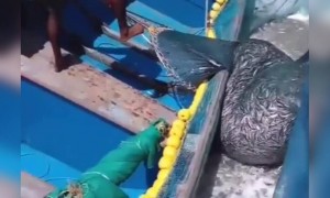 ആഹാ കൊയ്ത്താണല്ലോ