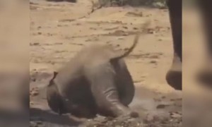 ആനക്കുട്ടി കൊള്ളാല്ലോ !