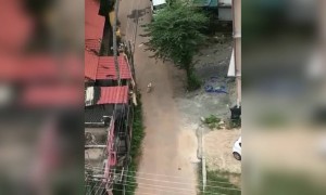 ഈ പട്ടിക്ക് എന്ത് പറ്റി !