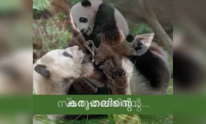 ജീവജാലമേതായാലും ജീവനാണ് അമ്മ !