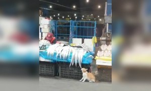 കള്ളി പൂച്ച !