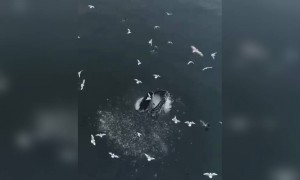 ഒരു കിടിലൻ കാഴ്ച