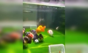 കലക്കൻ ഫുട്ബാൾ കളിയാണല്ലോ !