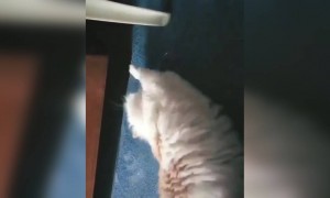 ആഹ് വലിച്ച് വിട് !