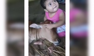 ആഹാ പശുവിനെ കിടത്തി ഉറക്കി !