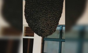 തേൻ ഇഷ്ടമാണോ !