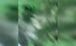 ഗോമാതാവിനെ ചവിട്ടുന്നോടാ !