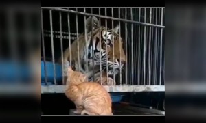 ഇങ്ങനെ പേടിക്കല്ലേ !