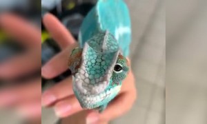 ആ കണ്ണുകൾ കണ്ടോ !