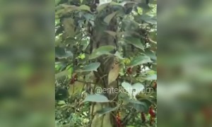 ഇത് ഭയങ്കര സംഭവം തന്നെ !