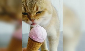 ഐസ് ക്രീം ഇഷ്ടപ്പെട്ടു അല്ലെ !