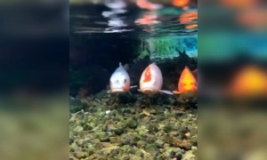 മനോഹരമായ കാഴ്ച