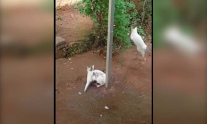 തോമസുകുട്ടി വിട്ടോടാ