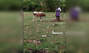 പശു പണി തന്നല്ലോ !