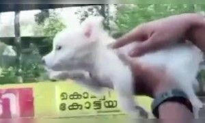 ആഹാ കൊള്ളാല്ലോ ...