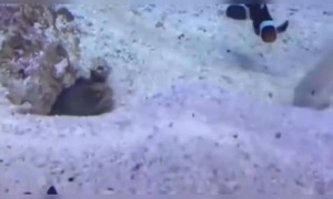 അയൽക്കാർ തമ്മിലുള്ള അടി