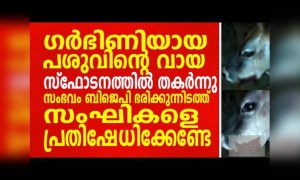 ഗർഭിണിയായ പശുവിന്റെ വായ സ്ഫോടനത്തിൽ തകർന്നു. സംഭവം ബി ജെ പി ഭരിക്കുന്നിടത്ത്.