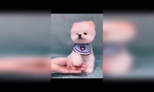 എൻ ചെല്ലക്കുട്ടിയെ