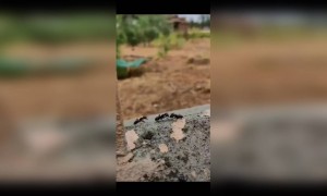 തല്ലി നോക്ക്..