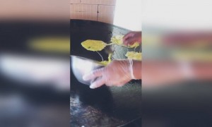 ഓംലെറ്റ് വേണോ