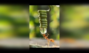 ഉറുമ്പ് വെള്ളം കുടിക്കുന്നത് കണ്ടിട്ടുണ്ടോ...