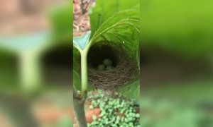 കുഞ്ഞ് കൂട്