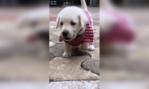 എന്താ ഒരു നടത്തം,,..