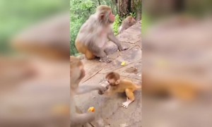 മാതൃ സ്നേഹം