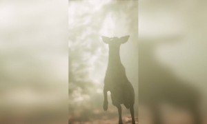 ദൈവ മകനേ..