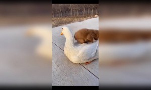 രണ്ടുപേരും കളിക്കുവ