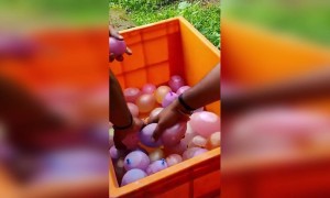 ഹോളി ആഘോഷങ്ങളിൽ പാലക്കാട്ടെ യുവാക്കൾ