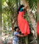 ഫോട്ടോ എടുക്കാൻ മരത്തിൽ കയറിയതാ !